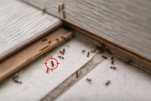 Best Mosquito Control Services  in Independence, WI